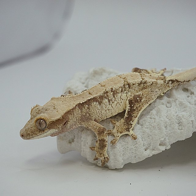 화이트스팟 레드