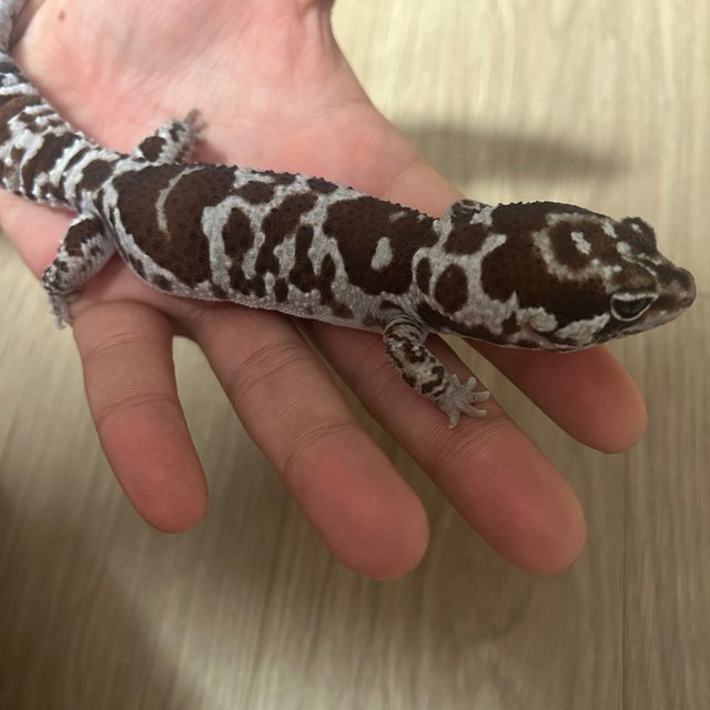 화이트아웃 오레오 헷 카라멜