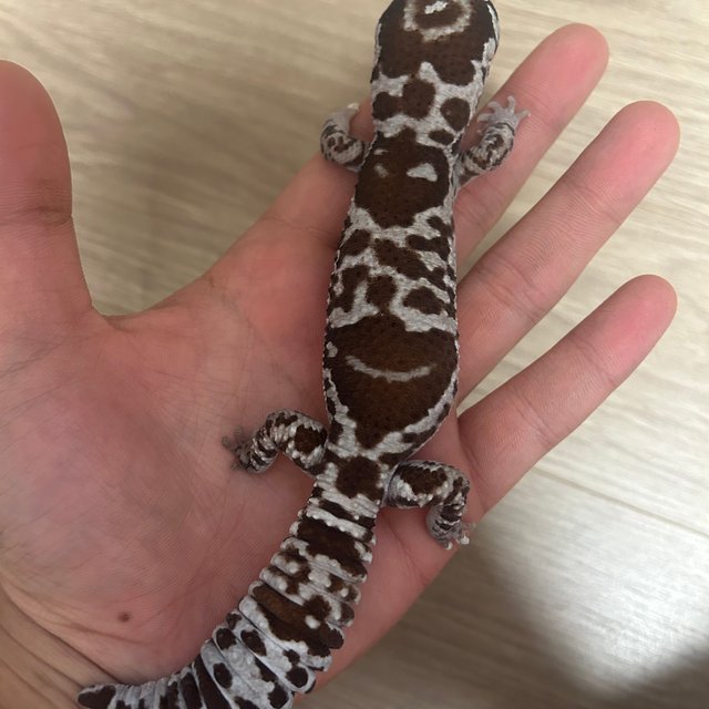 화이트아웃 오레오 헷 카라멜