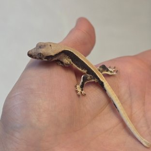 릴리100%헷아잔틱 솔리드백 풀핀