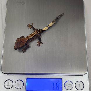 100%헷아잔틱