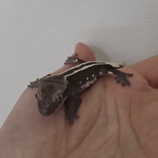 풀핀 아잔틱 엠티백 화이트핀