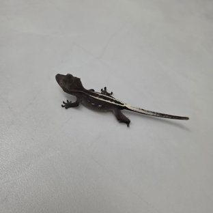 동배
