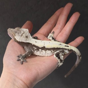 세이블 100%헷아잔틱 블랙 화이트 드리피 화이트스팟