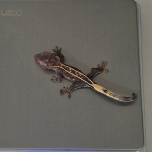 풀핀 100%헷아잔틱 엠티백