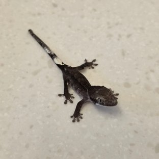 아잔틱
