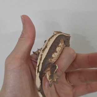 세이블 100%헷아잔틱 풀핀