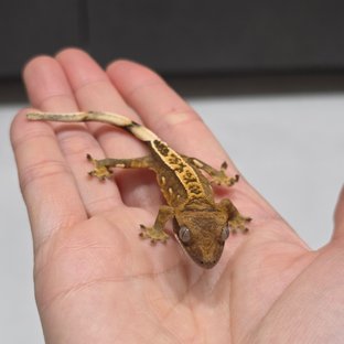 100%헷아잔틱 풀핀 화이트포트홀