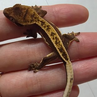NFS
