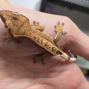 100%헷아잔틱 풀핀 쿼드 슈퍼스트라이프