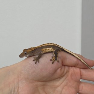 풀핀 100%헷아잔틱 다크 쿼드 슈퍼스트라이프