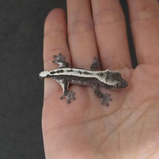 세이블 아잔틱 풀핀 화이트크라운 화이트핀 슈퍼스트라이프