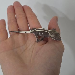 풀핀 아잔틱 엠티백 화이트크라운 화이트핀