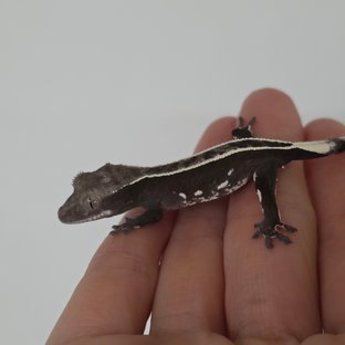 풀핀 아잔틱 엠티백 화이트핀