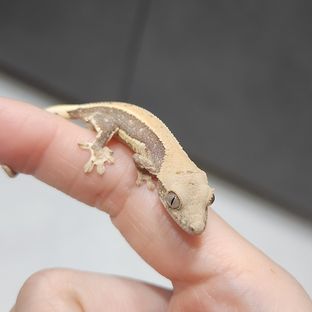 동배