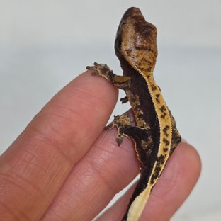 100%헷아잔틱 풀핀