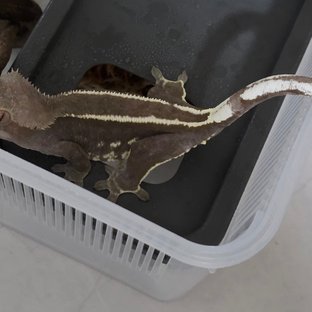 벨라