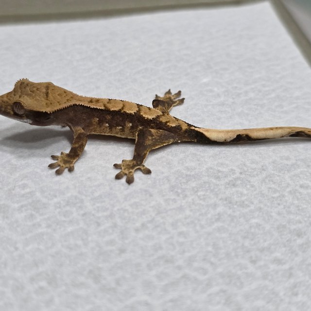 100%헷아잔틱 화이트스팟 화이트포트홀 쿼드 다크