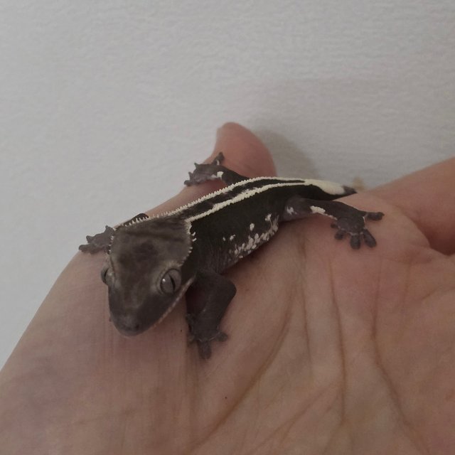 풀핀 아잔틱 엠티백 화이트핀