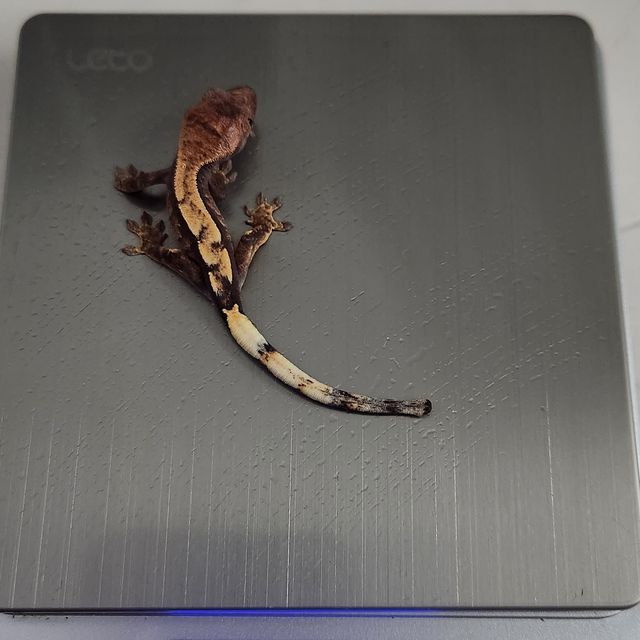 세이블 화이트스팟