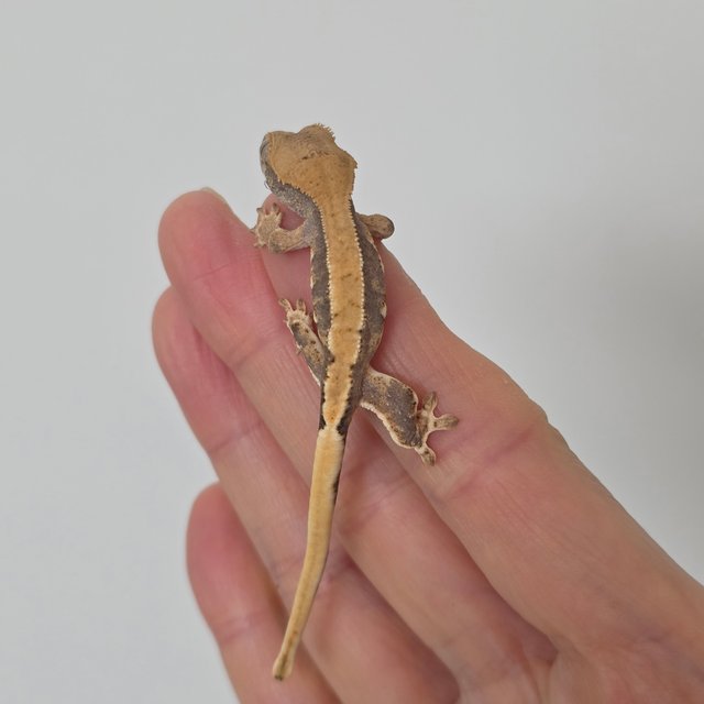 릴리100%헷아잔틱 릴리화이트 100%헷아잔틱 솔리드백