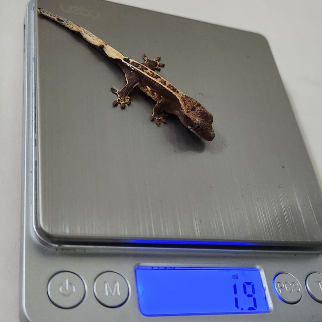 100%헷아잔틱 엠티백 풀핀