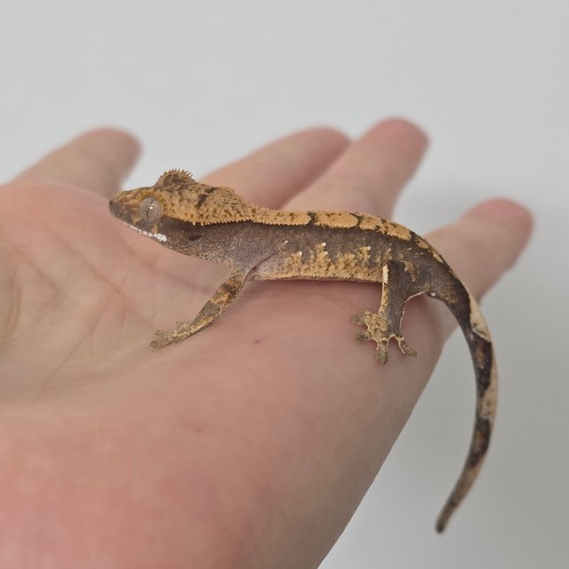 100%헷아잔틱 화이트스팟 다크