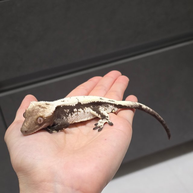 세이블 100%헷아잔틱 블랙 화이트 드리피 화이트스팟