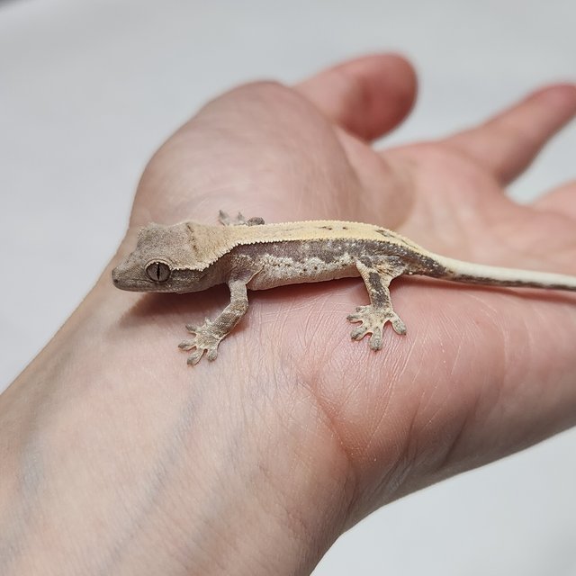 릴리 세이블 풀핀 화이트스팟 슈퍼스트라이프