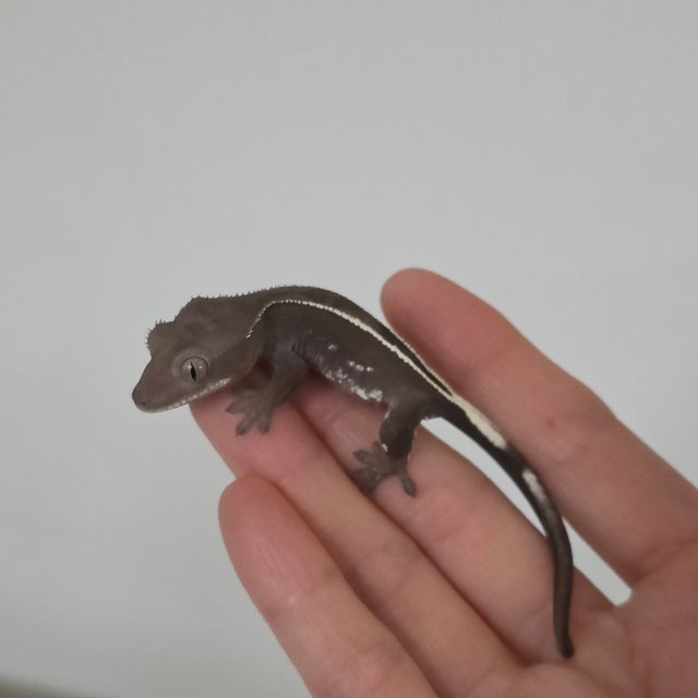 풀핀 엠티백 아잔틱 화이트핀