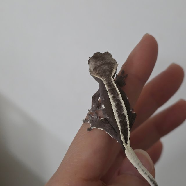 풀핀 아잔틱 엠티백 화이트크라운 화이트핀