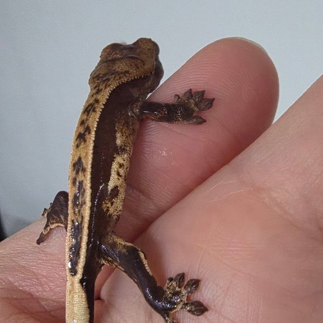 풀핀 100%헷아잔틱 쿼드 다크