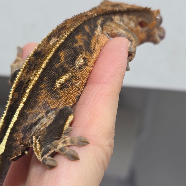 100%헷아잔틱 카푸치노 슈퍼스트라이프 풀핀 쿼드 텐저린