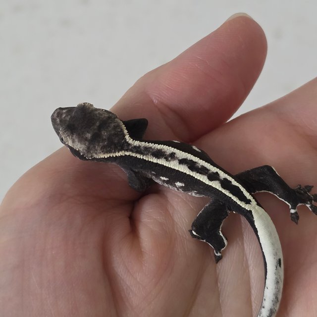 100%헷아잔틱 풀핀 쿼드 슈퍼스트라이프