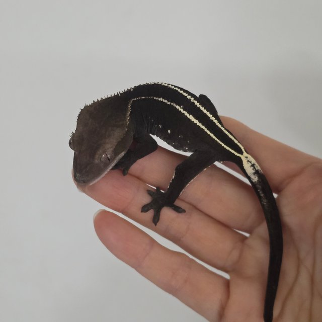 아잔틱 풀핀 엠티백 화이트핀