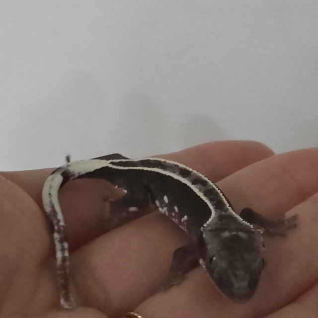 풀핀 아잔틱 엠티백 화이트핀