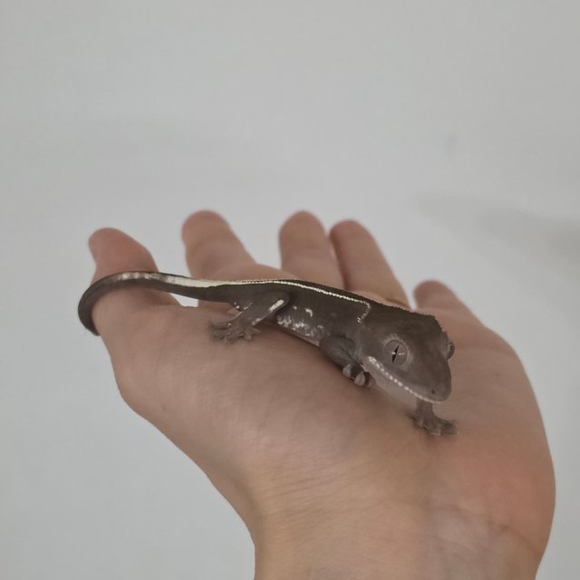 풀핀 엠티백 아잔틱 화이트핀