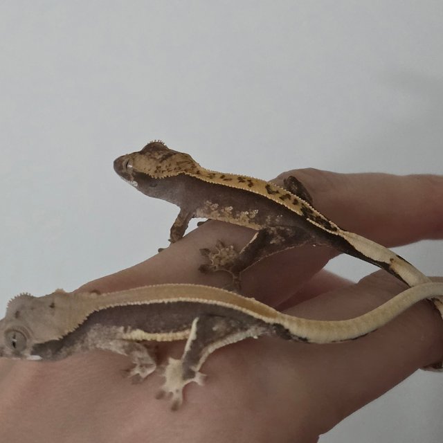 풀핀 솔리드백 릴리100%헷아잔틱 100%헷아잔틱