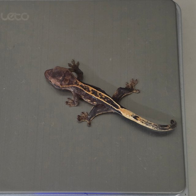 풀핀 100%헷아잔틱 엠티백