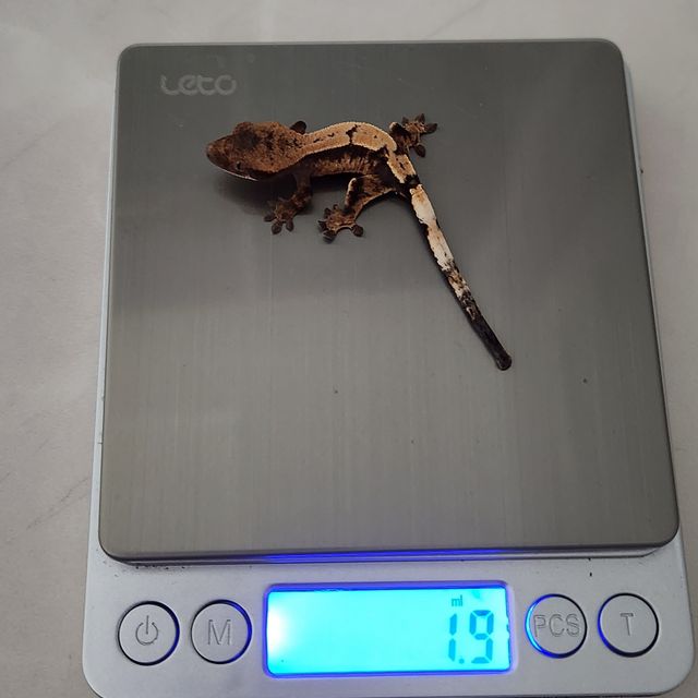 세이블 100%헷아잔틱