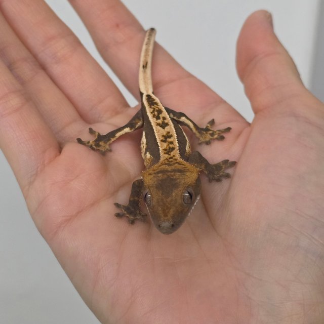 풀핀 100%헷아잔틱 다크 쿼드 슈퍼스트라이프