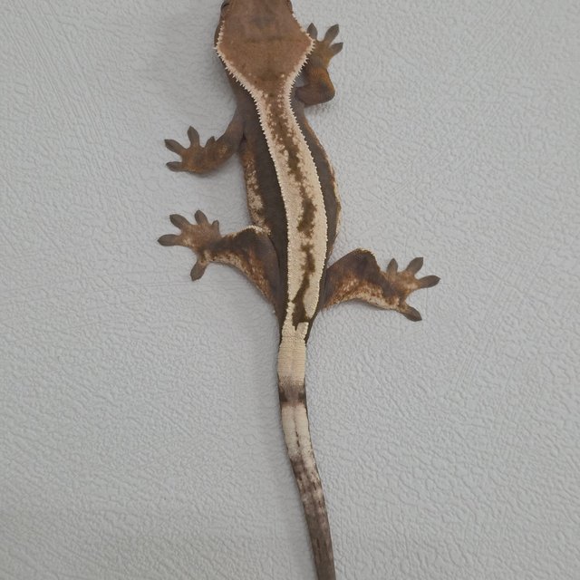 세이블 100%헷아잔틱 풀핀