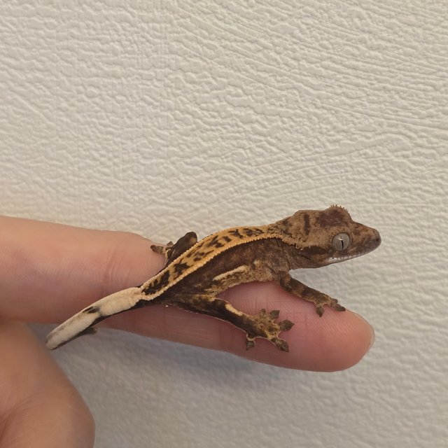 100%헷아잔틱 풀핀 쿼드 슈퍼스트라이프