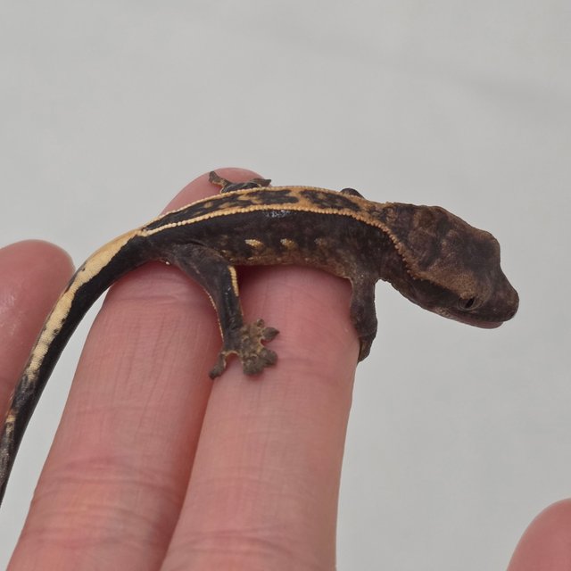 풀핀 100%헷아잔틱 엠티백