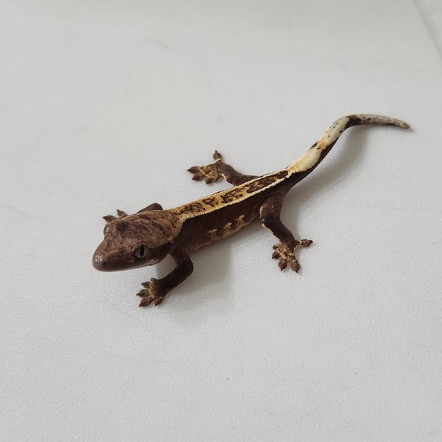 100%헷아잔틱 엠티백 풀핀