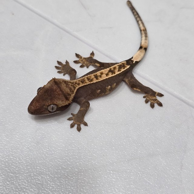 100%헷아잔틱 핀스트라이프 화이트포트홀 다크 풀핀