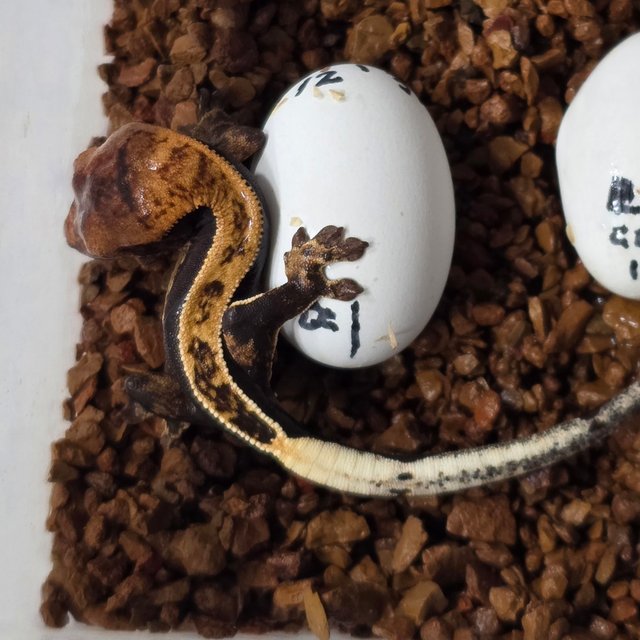 풀핀 100%헷아잔틱