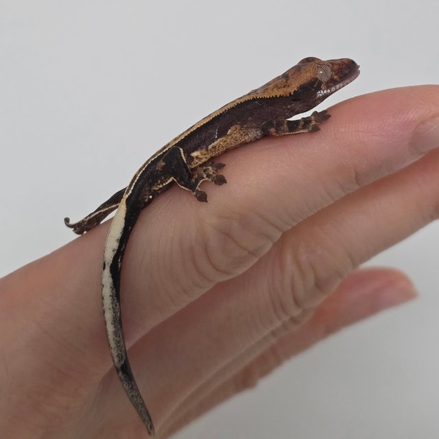 풀핀 100%헷아잔틱