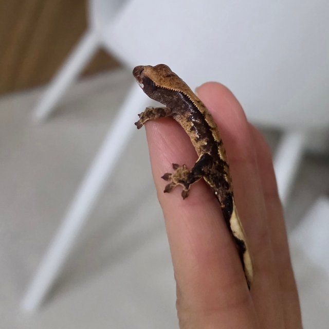 100%헷아잔틱 화이트스팟 화이트포트홀 쿼드 다크