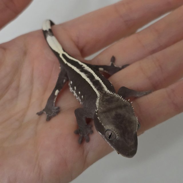 풀핀 아잔틱 엠티백 화이트핀